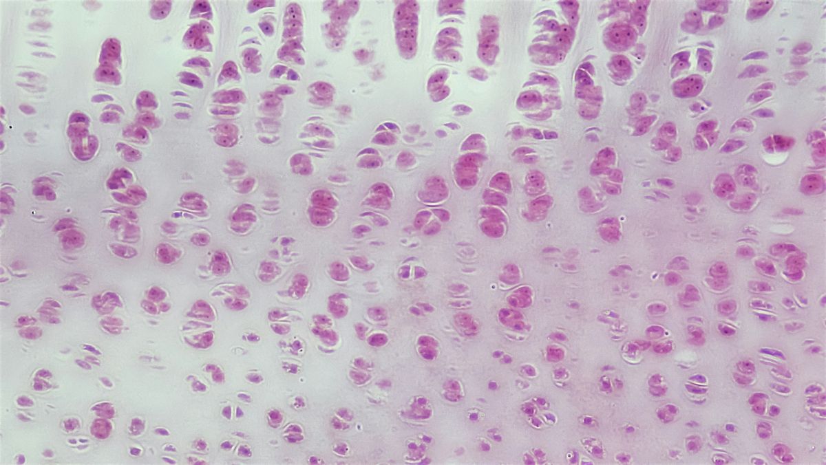Microscope image of cartilage cells.