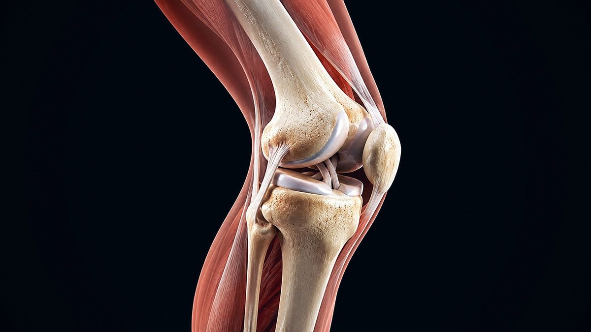 Illustration of ACL graft options.